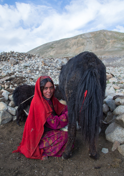 Wakhi nomad woman milking a yak, Big pamir, Wakhan, Afghanistan