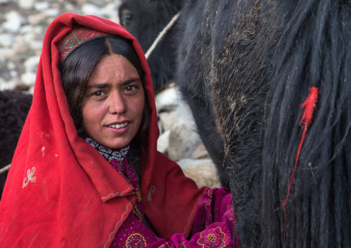 Wakhi nomad woman milking a yak, Big pamir, Wakhan, Afghanistan