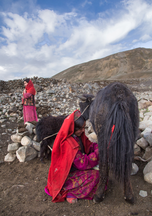 Wakhi nomad women milking yaks, Big pamir, Wakhan, Afghanistan