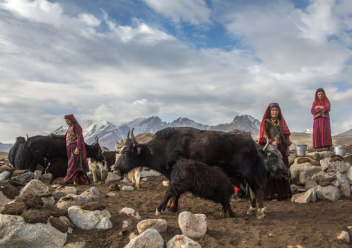 Wakhi nomad women milking yaks, Big pamir, Wakhan, Afghanistan