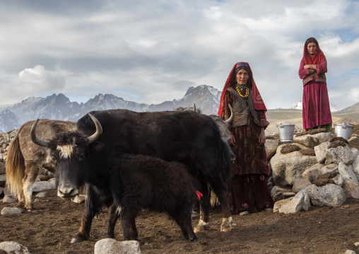 Wakhi nomad women milking yaks, Big pamir, Wakhan, Afghanistan