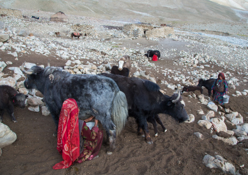 Wakhi nomad women milking yaks, Big pamir, Wakhan, Afghanistan