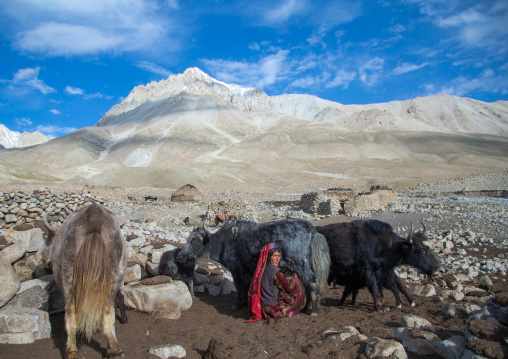 Wakhi nomad woman milking a yak, Big pamir, Wakhan, Afghanistan