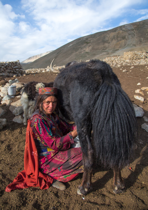 Wakhi nomad woman milking a yak, Big pamir, Wakhan, Afghanistan