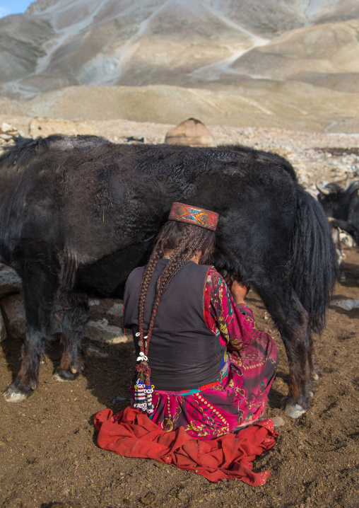 Wakhi nomad woman milking a yak, Big pamir, Wakhan, Afghanistan