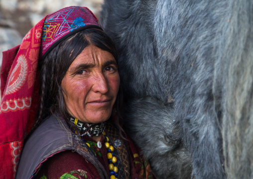 Wakhi nomad woman milking a yak, Big pamir, Wakhan, Afghanistan