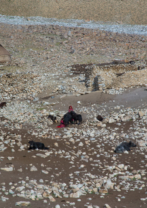 Wakhi nomad women milking yaks, Big pamir, Wakhan, Afghanistan