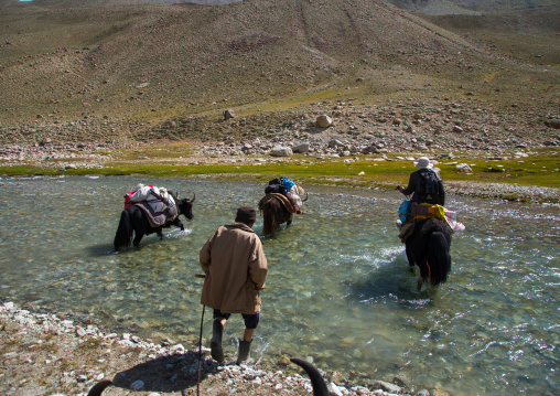 Yaks crossing a river during a treck, Big pamir, Wakhan, Afghanistan