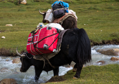 Treck in the pamir mountains with yaks, Big pamir, Wakhan, Afghanistan