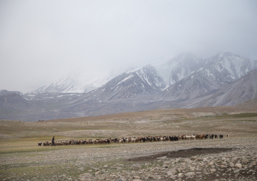 Wakhi sheperd looking for grass for his sheeps and goats, Big pamir, Wakhan, Afghanistan