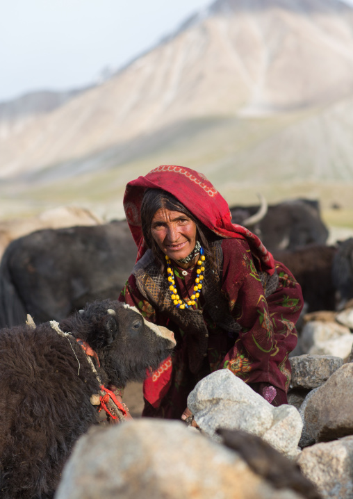 Wakhi nomad woman milking a yak, Big pamir, Wakhan, Afghanistan