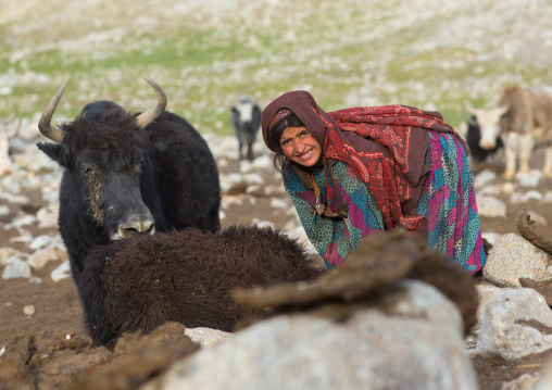 Wakhi nomad woman milking a yak, Big pamir, Wakhan, Afghanistan