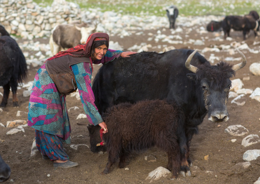 Wakhi nomad woman milking a yak, Big pamir, Wakhan, Afghanistan