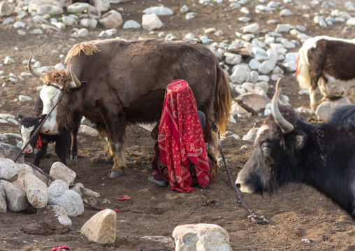 Wakhi nomad woman milking a yak, Big pamir, Wakhan, Afghanistan