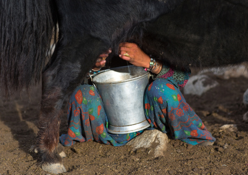 Wakhi nomad woman milking a yak, Big pamir, Wakhan, Afghanistan