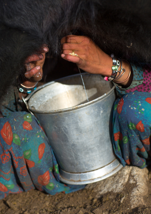 Wakhi nomad woman milking a yak, Big pamir, Wakhan, Afghanistan