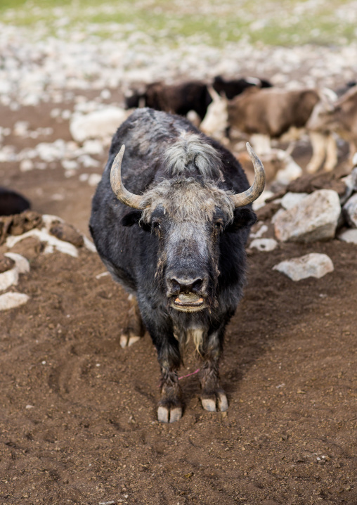 Yak in a wakhi village, Big pamir, Wakhan, Afghanistan