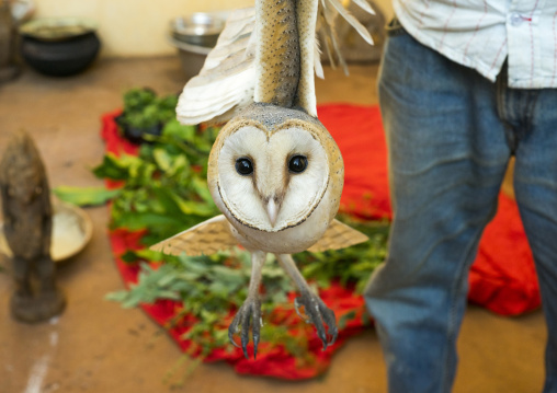 Benin, West Africa, Bonhicon, kagbanon bebe voodoo priest during a ceremony with a owl