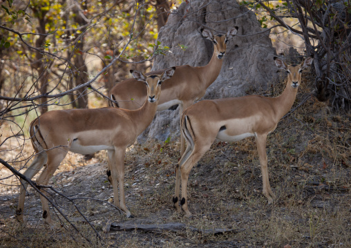 Moremi Wildlife Reserve, Botswana