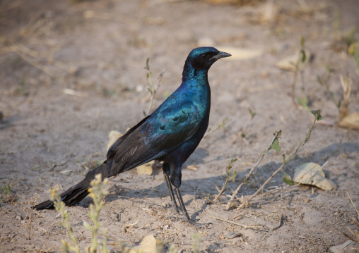 A Dark Blue Bird In Moremi Wildlife Reserve, Botswana