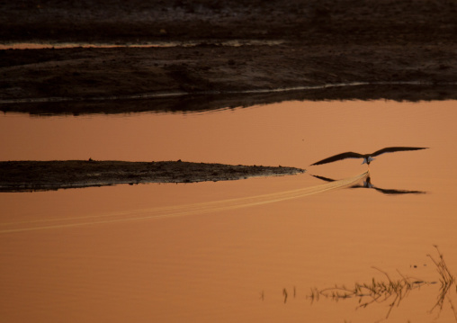 Chobe National Park, Botswana