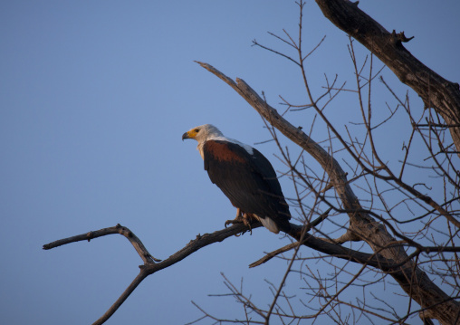 Chobe National Park, Botswana