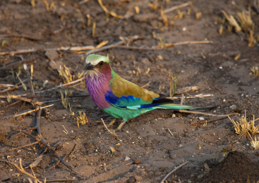 Lilac Breasted Roller, Chobe National Park, Okawango, Botswana