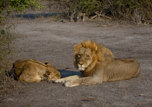 Lions Resting, Chobe National Park, Botswana