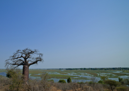 Bogs Upstream From Victorial Falls, Botswana