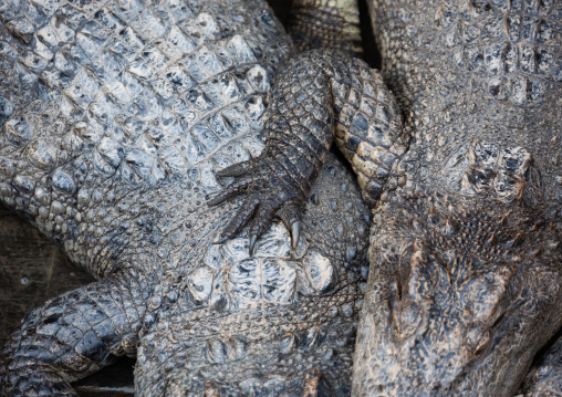 High angle view of crocodiles, Siem Reap Province, Chong Kneas, Cambodia