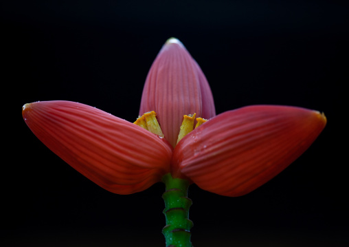 Close up of a red flower againt dark background, Battambang province, Battambang, Cambodia