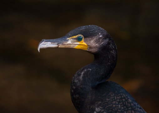 Cormorant head, Siem Reap Province, Angkor, Cambodia