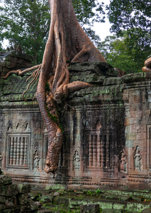 Temple overgrown with tree roots, Siem Reap Province, Angkor, Cambodia