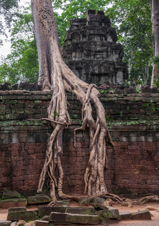 Temple overgrown with tree roots, Siem Reap Province, Angkor, Cambodia