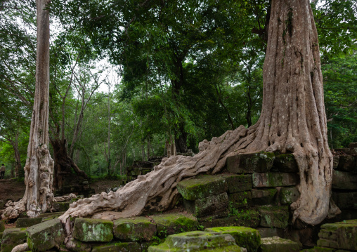 Temple overgrown with tree roots, Siem Reap Province, Angkor, Cambodia