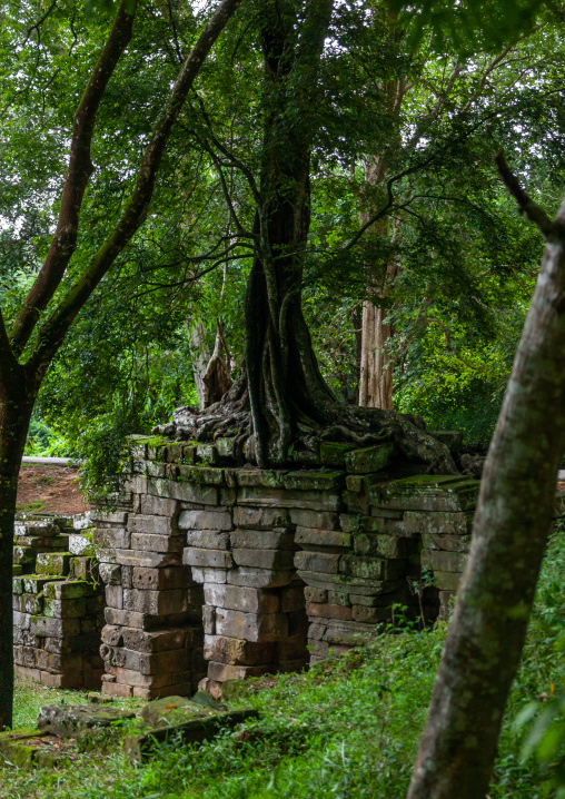 Temple overgrown with tree roots, Siem Reap Province, Angkor, Cambodia