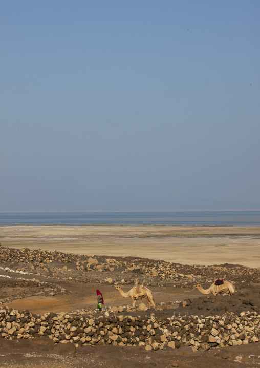 Afar Man And His Camels, Lake Abbe, Djibouti