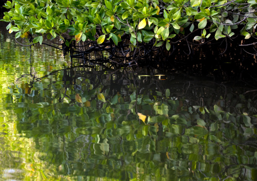 Mangrove Tree, Gorodia, Djibouti