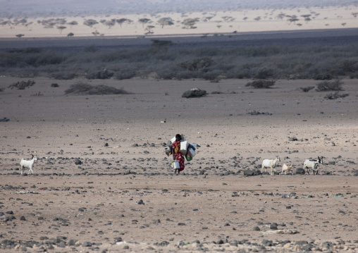 Afar Woman Waliking In The Desert, Obock, Djibouti