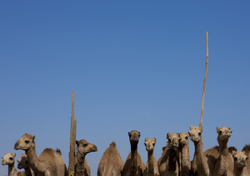 Camel Market In Al Ain, Emirates