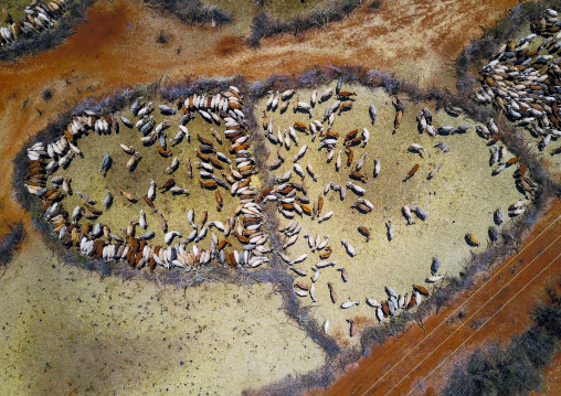 Aerial view of cows suffering from the drought grouped in fences to be fed by the governement, Oromia, Yabelo, Ethiopia