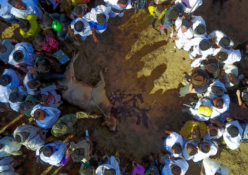 Aerial view of the slaughter of a bull during the Gada system ceremony in Borana tribe, Oromia, Yabelo, Ethiopia