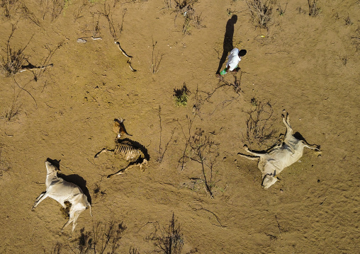 Aerial view of dead cows during the drought, Oromia, Yabelo, Ethiopia