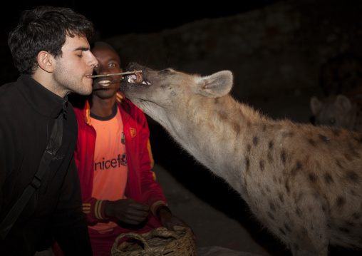 Tourist Feeding Hyenas At Night In Harar, Ethiopia