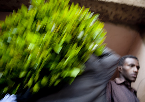 Rear View Of A Man Passing With A Huge Ball Of Khat In The Giant Khat Market Near Harar, Adaway, Ethiopia