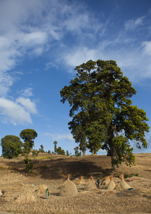 People Making Harvests, Dire Dawa, Ethiopia