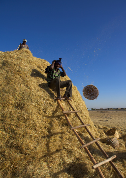 Harvest in adama, Ethiopia