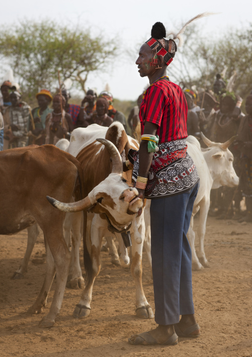 Hamer Tribe Men With Cattle During Bull Leaping Ceremony, Omo Valley, Ethiopia