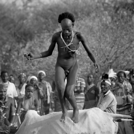 Naked Bull Jumper Man From Hamer Tribe Jumping Ober The Bulls ,Omo Valley, Ethiopia