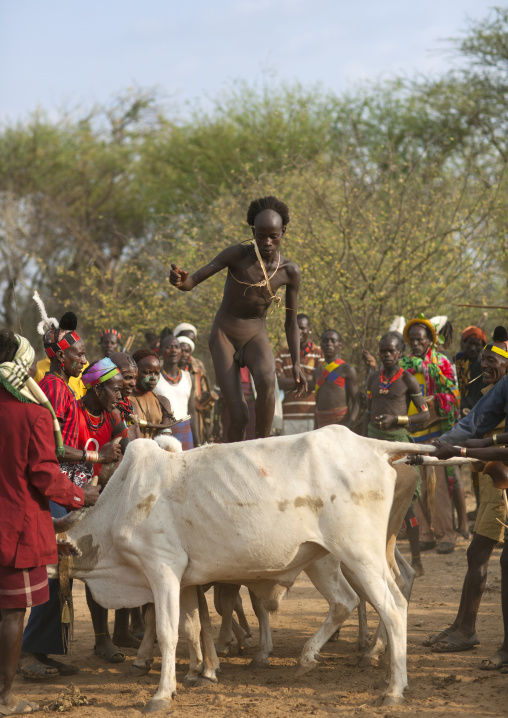 Naked Bull Jumper Man From Hamer Tribe Jumping Ober The Bulls, Omo Valley, Ethiopia